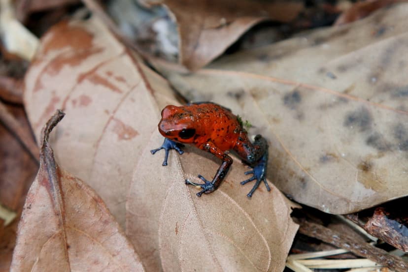 Dendrobates pumilio - Blue-jeans Frog (ssp. of Strawberry … | Flickr