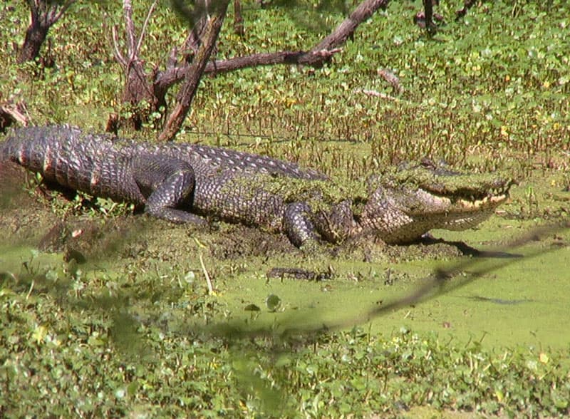 Alligator mississippiensis (American Alligator) | American A… | Flickr