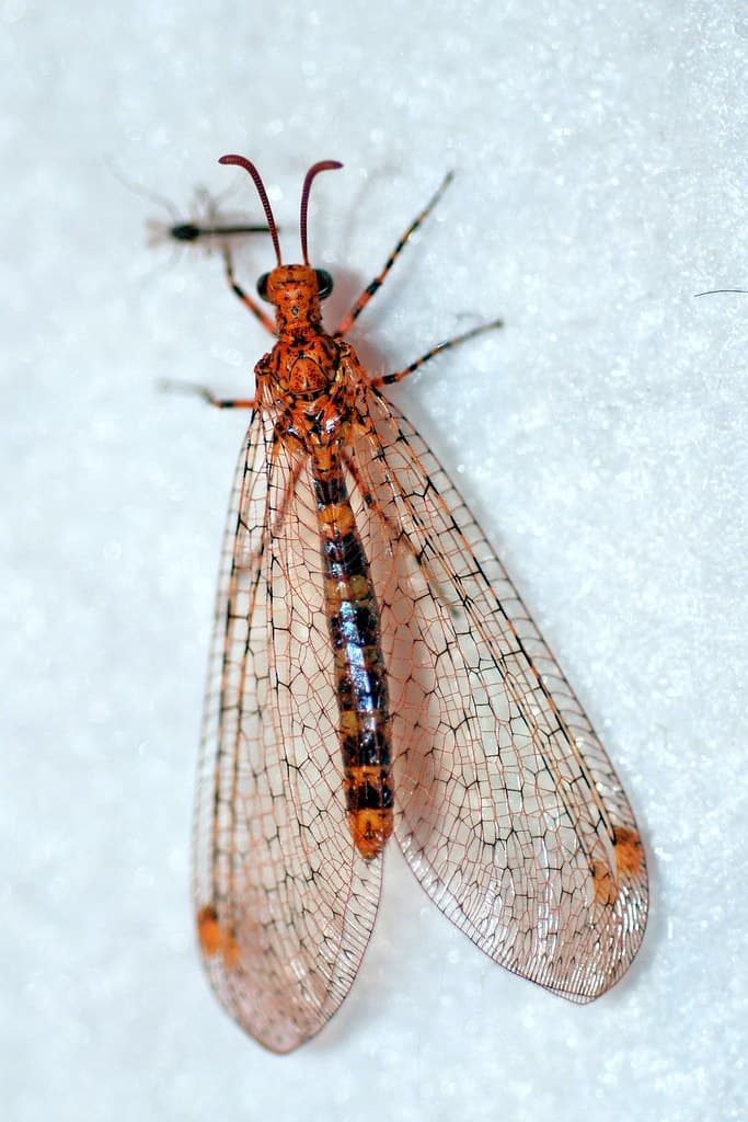Banded Antlion adult | One night during our trip to the Murc… | Flickr