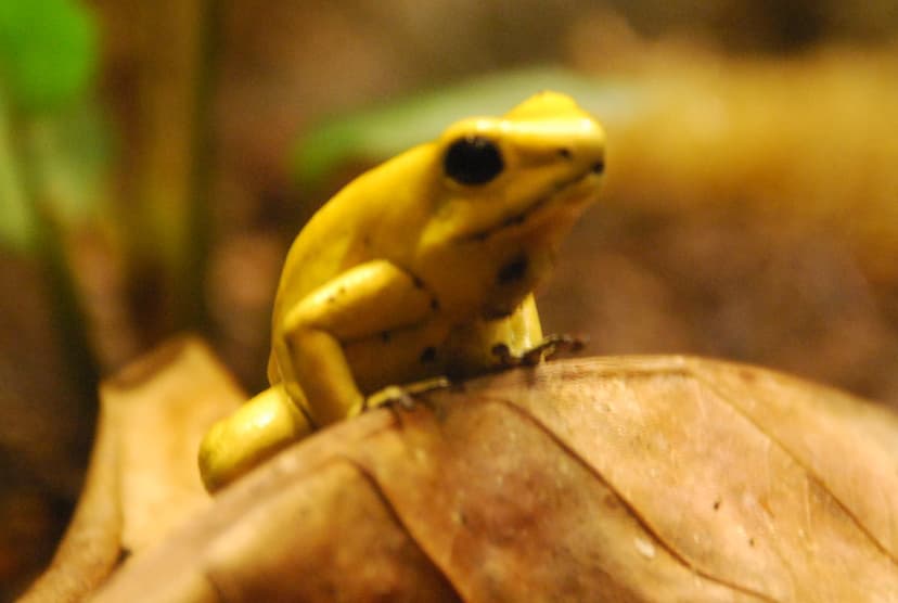 Golden poison dart frog (Phyllobates terribilis) | Golden po… | Flickr