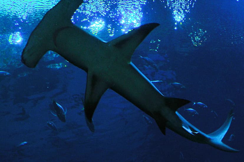 Georgia Aquarium - Hammerhead Shark | 9/16/2008 trip to the … | Flickr