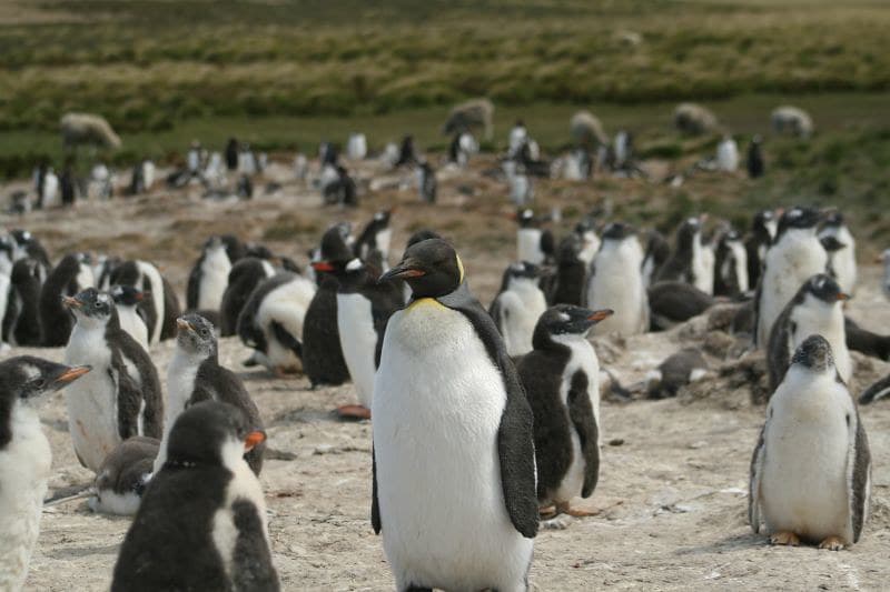 Gentoo Nesting Colony Bertha's Beach with a King Penguin p… | Flickr