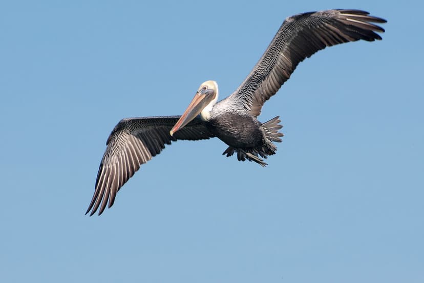 Brown Pelican on San Francisco Bay | Member of a five-pelica… | Flickr