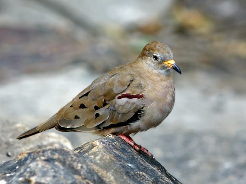 Croaking Ground-Dove (Columbina cruziana) | Chaparrí Lodge, … | Flickr