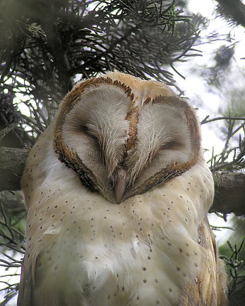 Barn Owl | Barns owls typically choose a very secluded place… | Flickr