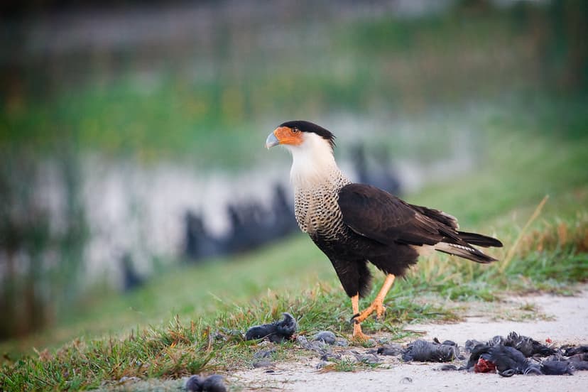 Crested Caracara with Coot | Crested Caracara (Caracara cher… | Flickr