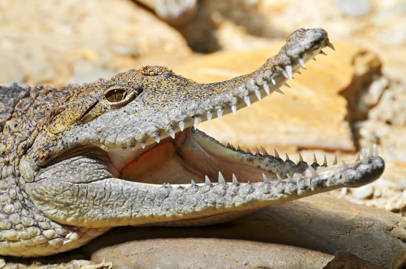 Crocodile with open mouth | A crocodile (?) with open mouth … | Flickr
