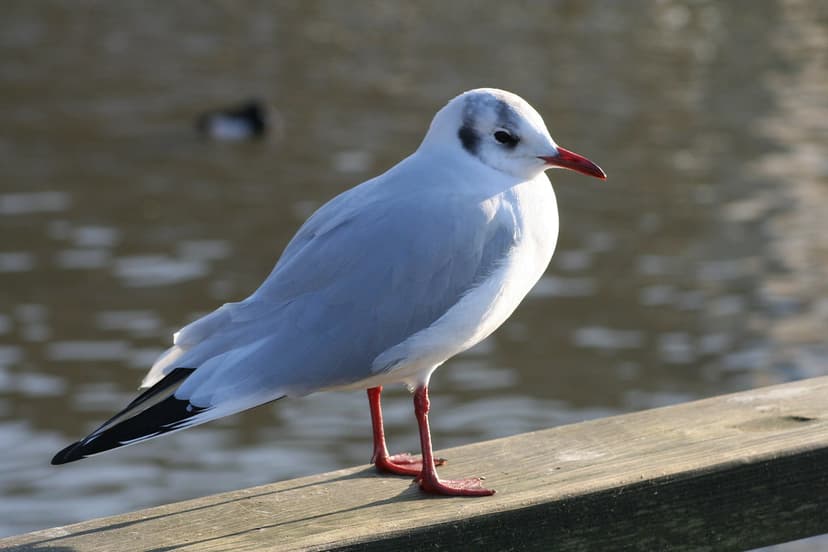 black headed gull (Chroicocephalus ridibundus) | The Black-h… | Flickr