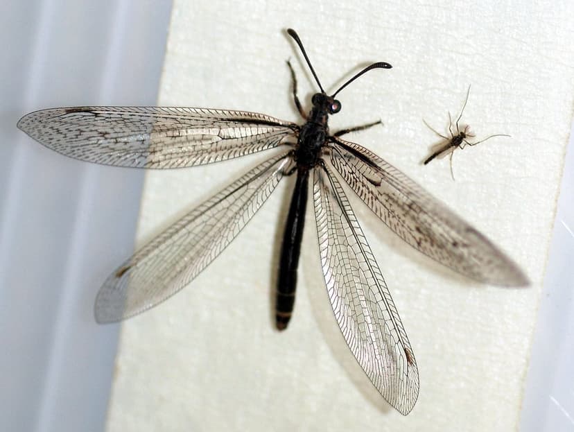 Antlion adult | One night during our trip to the Murchison w… | Flickr