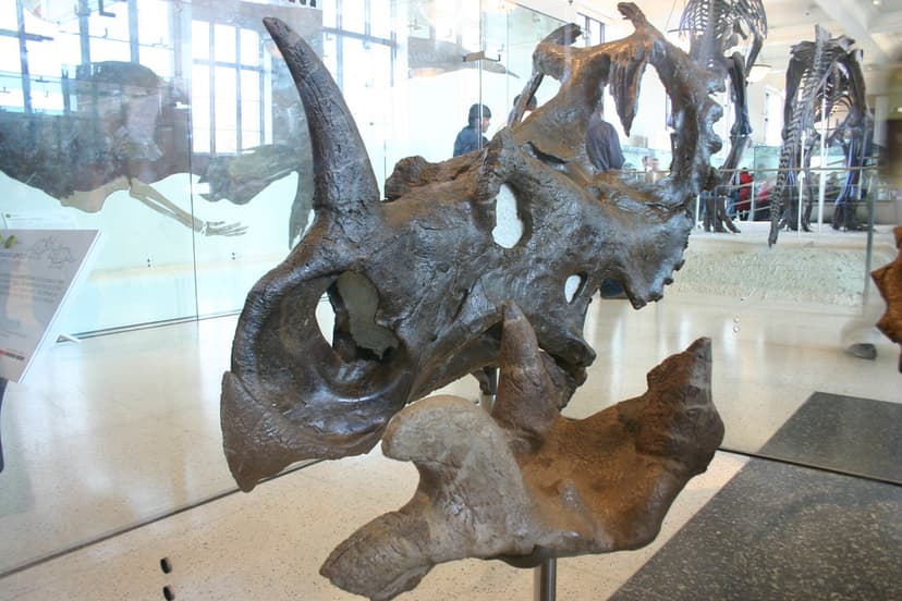 Centrosaurus apertus | crest reptile Visit my blog at ideone ...