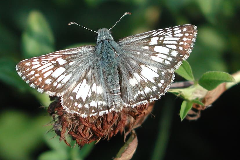 Common Checkered Skipper | A fallow field at the Rutgers ag … | Flickr