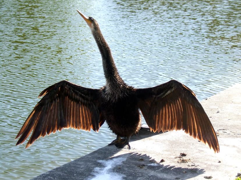 Anhinga | A very innteresting bird, the Anhinga. He swims un… | Flickr