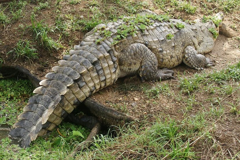 Caimán del Orinoco [Orinoco Crocodile] (Crocodylus interme… | Flickr