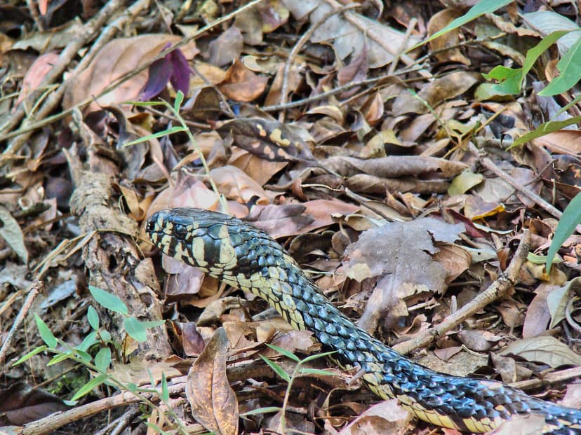 Cobra Caninana (Spilotes pullatus) - Fazenda do Lobo - Wol… | Flickr