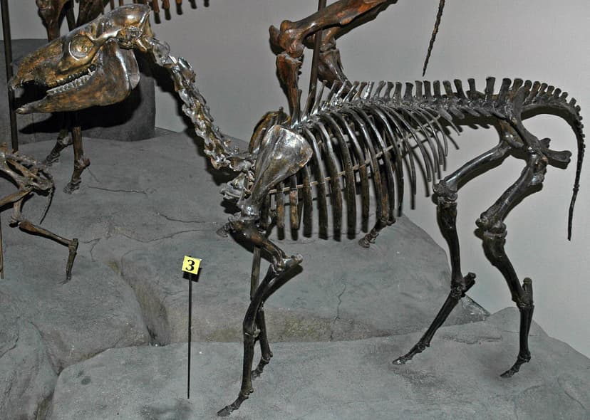 Acritohippus isonesus (fossil horse) (Sheep Creek Formatio… | Flickr