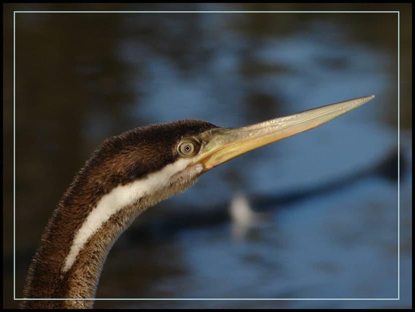 Beak-harpoon of Darter bird | Australian water bird Anhinga … | Flickr