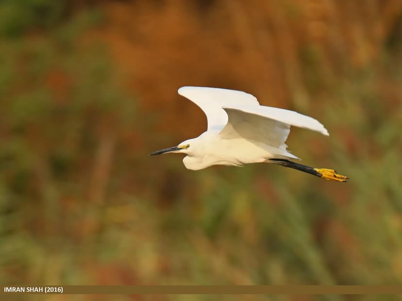 Little Egret (Egretta garzetta) | Little Egret (Egretta garz… | Flickr