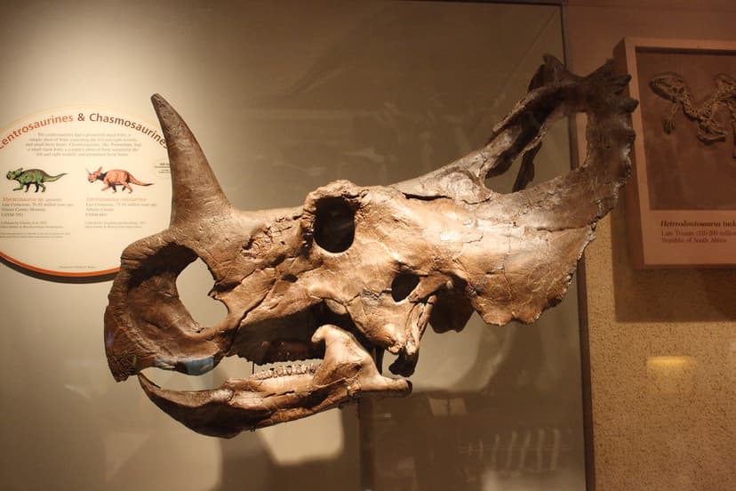 Skull | I can't remember what kind of dinosaur this is. | Kari ...