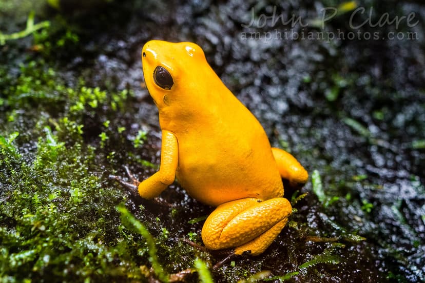 Golden Poison Frog (Phyllobates terribilis) | Orange "blackf… | Flickr