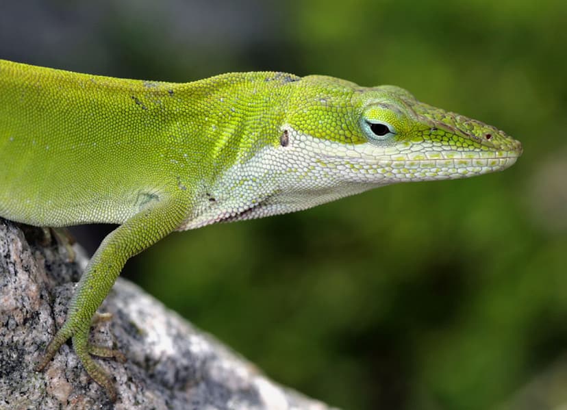 Carolina Anole | This anole was hanging out, basking in the … | Flickr