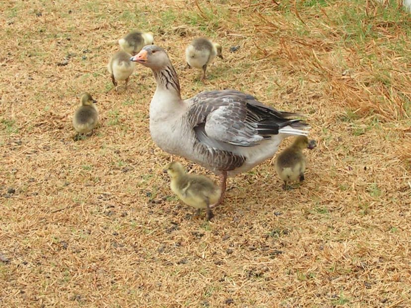 Anser anser (Greylag Goose) | Greylag or Domestic Goose (Ans… | Flickr
