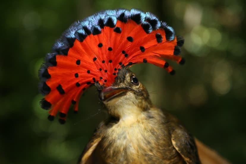 Royal Flycatcher (Onychorhynchus mexicanus) | Richard Gibbons | Flickr