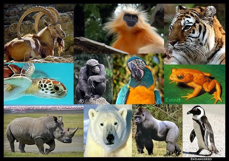 Endangered Species | Endangered Species: polar bear; white r… | Flickr