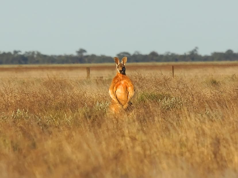 Red Kangaroo (Macropus rufus) | Willandra National Park, NSW… | Flickr
