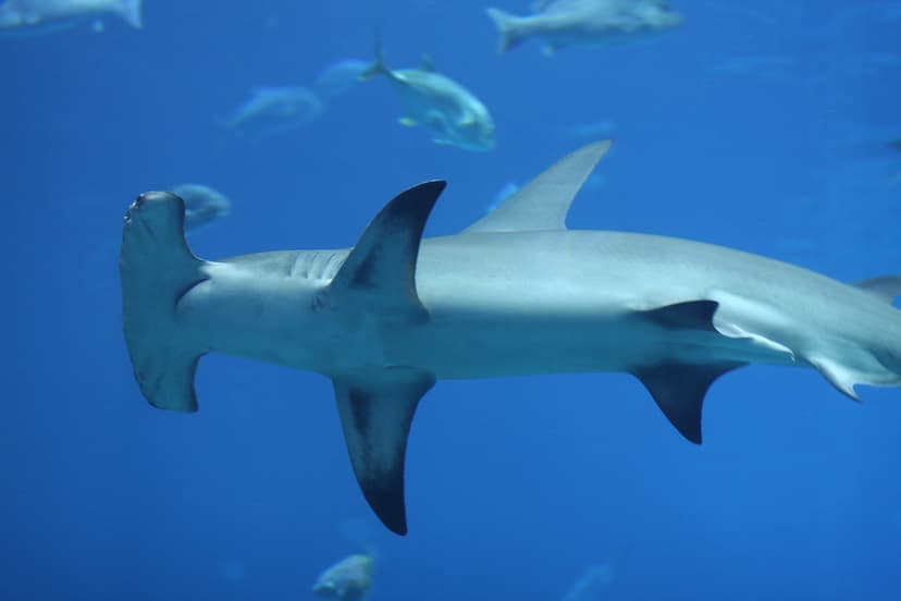 Hammerhead shark | Hammerhead shark at the Georgia Aquarium.… | Flickr
