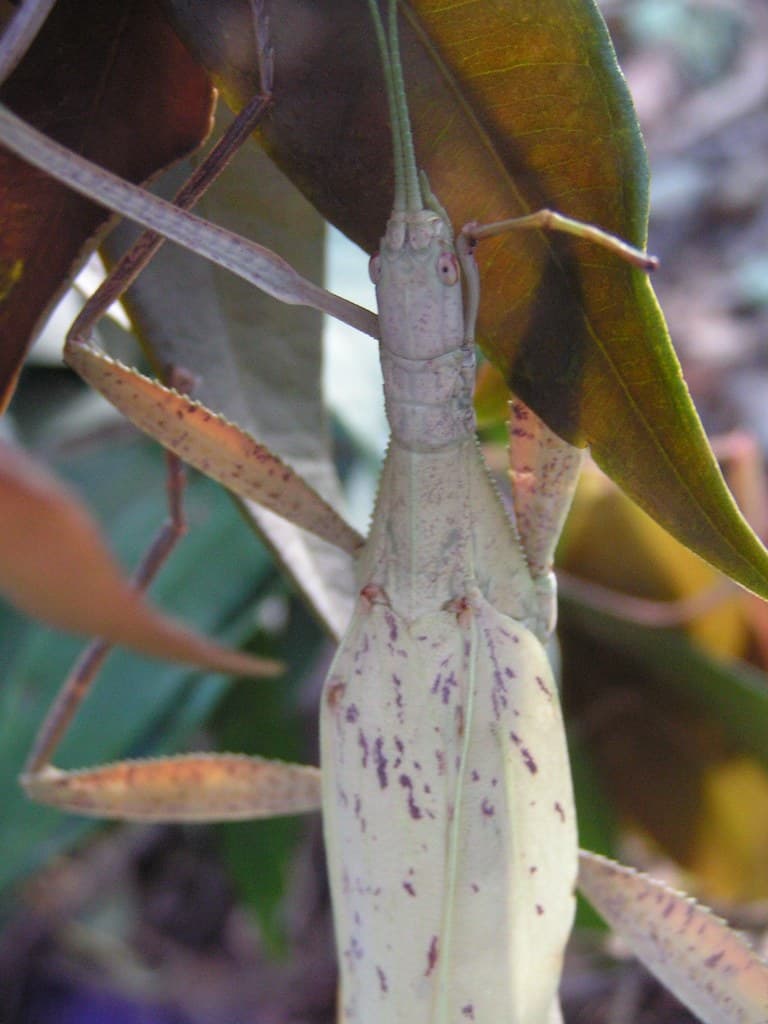 Tropidoderus childrenii (Children's Stick-Insect) | Children… | Flickr