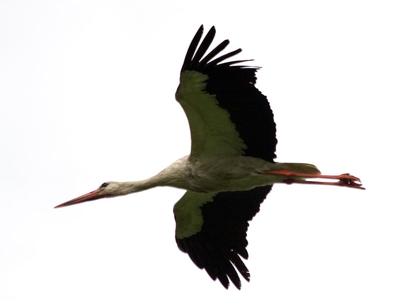 White Stork; Ciconia ciconia | Plenty of them on Desna river… | Flickr