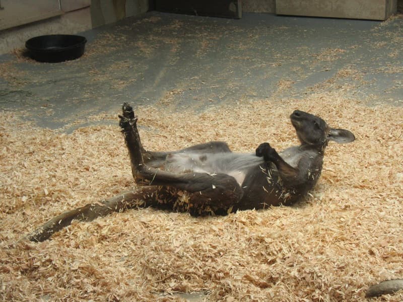Wallaroo | Tapir Girl | Flickr