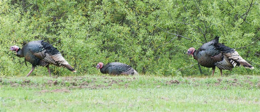 Wild Turkey (Meleagris gallopavo) | Three males on the hunt … | Flickr