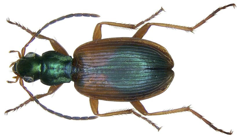 Anchomenus dorsalis (Pontoppidan, 1763) | Family: Carabidae … | Flickr