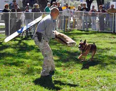Police Dog Attack Demo | A police dog attacks in a demonstra… | Flickr