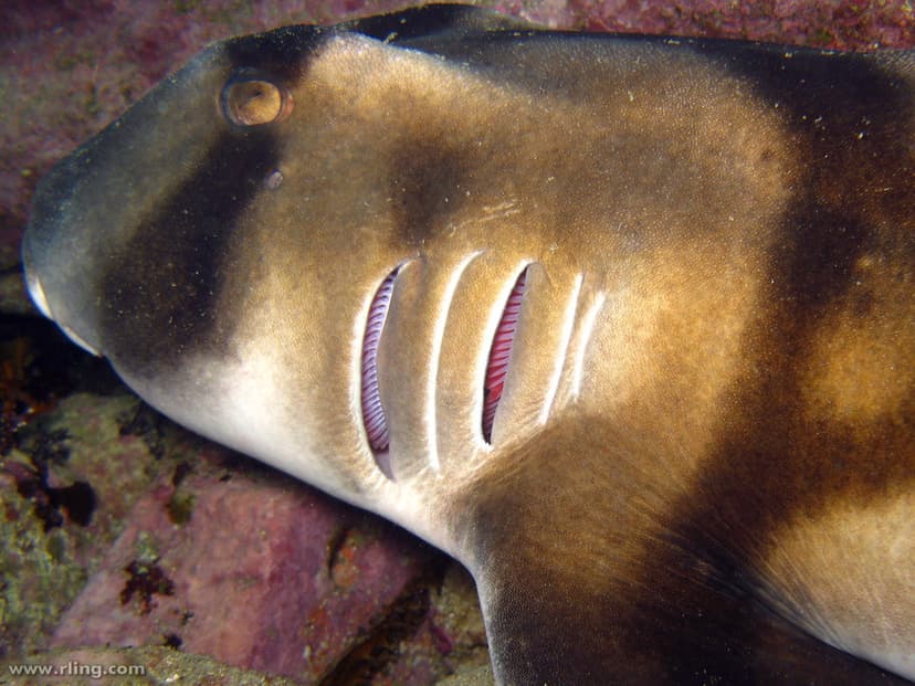 Port Jackson | The gills of a Port Jackson shark (Heterodont… | Flickr