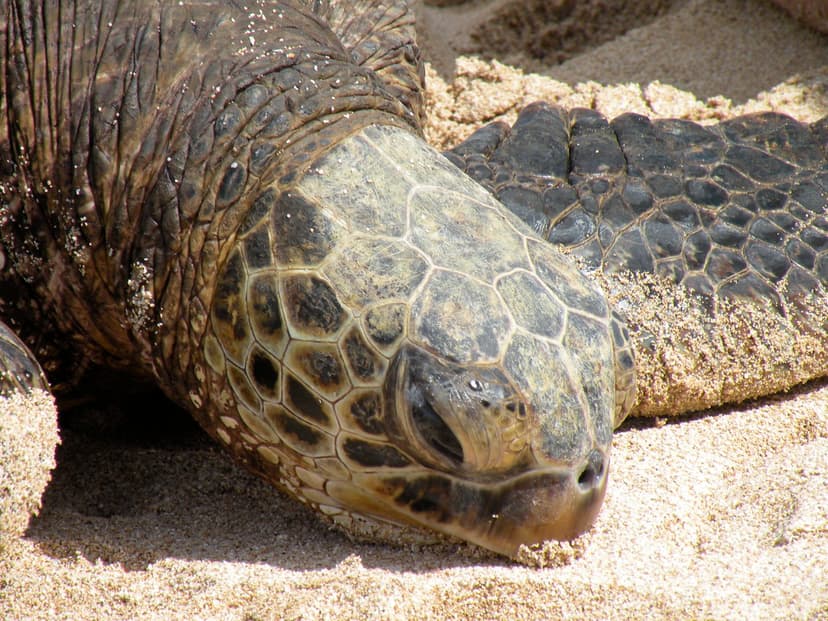 Close up pic | Modern science shows that sea turtles have be… | Flickr