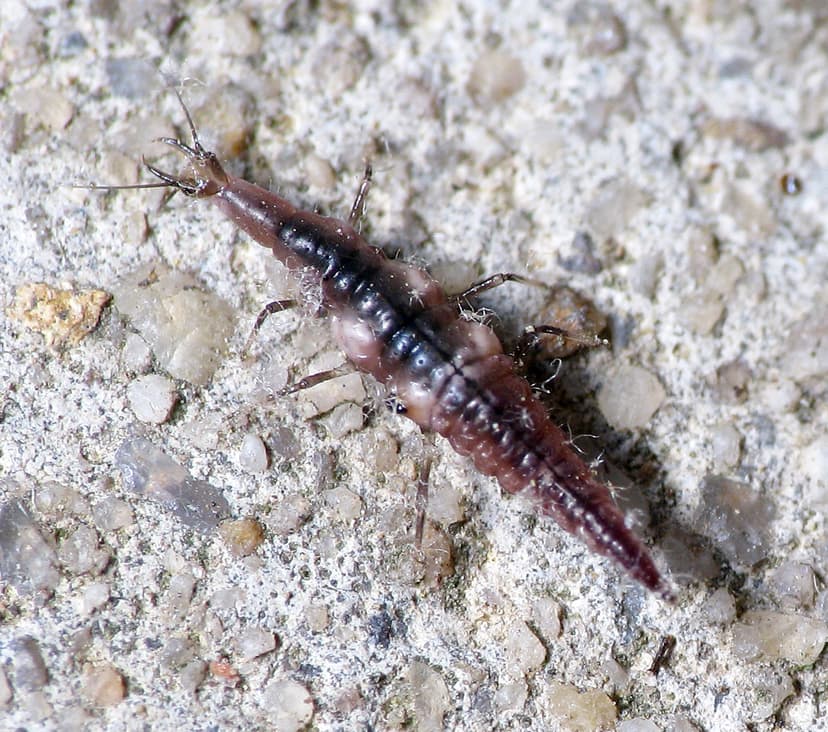 Hungry Predator | This is a lacewing larva. Kind of ugly! Bu… | Flickr