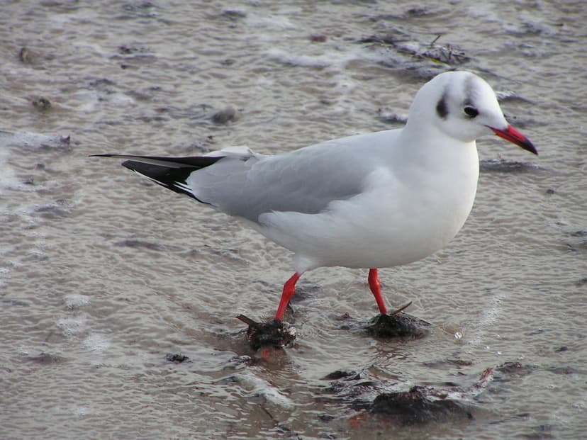 Chroicocephalus ridibundus (Black-headed Gull) | Black-heade… | Flickr
