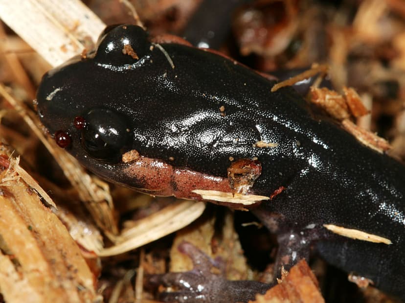 Jordan's Salamander | I managed to get down to its level bri… | Flickr