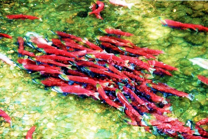 Sockeye Salmon Migration 紅鮭回遊 | Felex Liu | Flickr