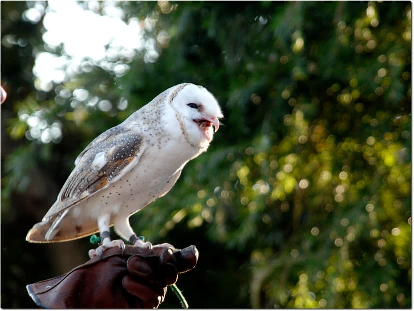 Hooting Tooting Owl | View large Explore 228 A barn owl with… | Flickr