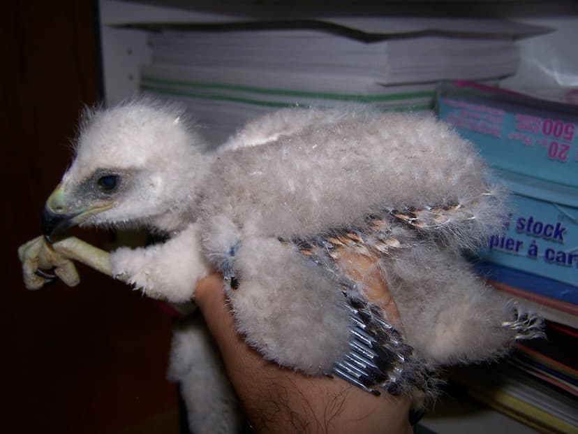 RED-TAILED HAWK CHICK | A very cute Red-Tailed Hawk chick so… | Flickr