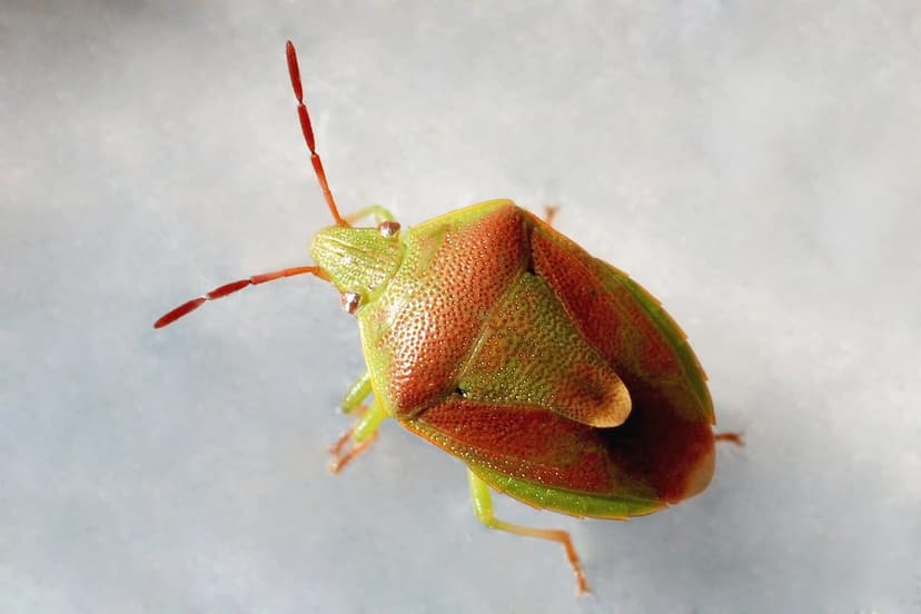 Back to bugs again | Hemiptera: Pentatomidae: Oncocoris … | Flickr