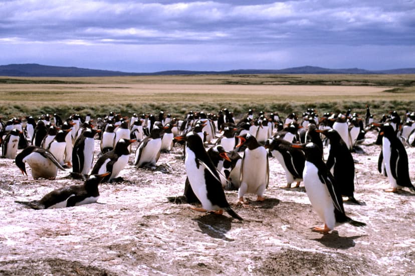 Gentoo Penguins | Gentoo Penguins | Andrew Cheal | Flickr