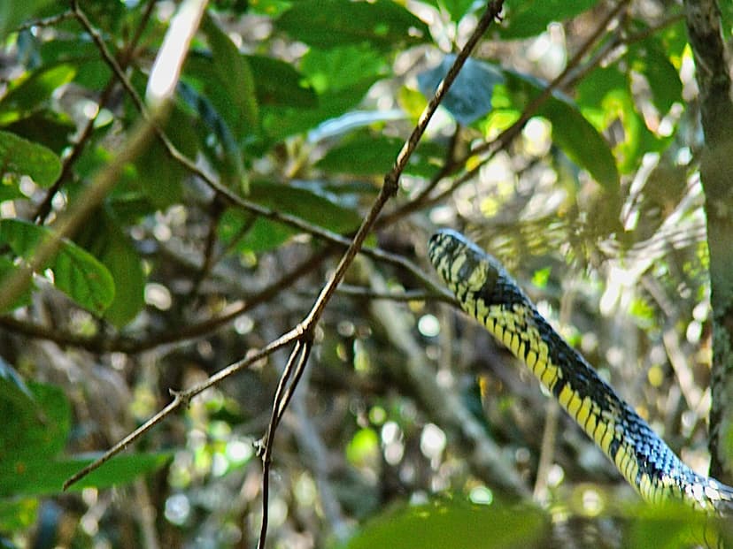 Cobra Caninana (Spilotes pullatus) - Fazenda do Lobo - Wol… | Flickr
