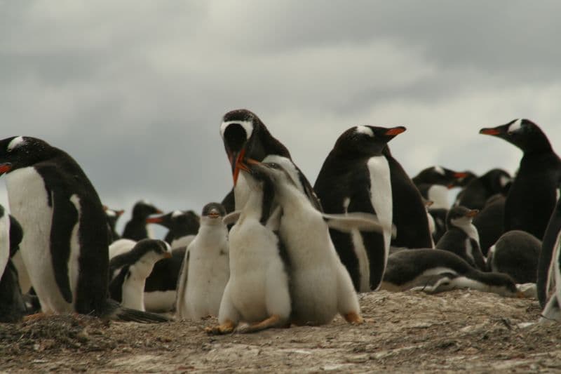 Gentoo Nesting Colony...Chicks | Chris Pearson | Flickr