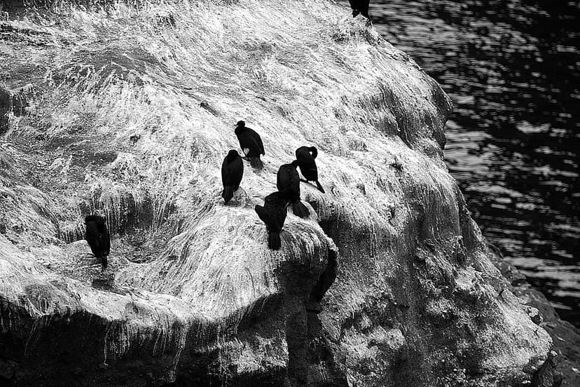 Pelagic Cormorants (Phalacrocorax pelagicus) | Erin | Flickr