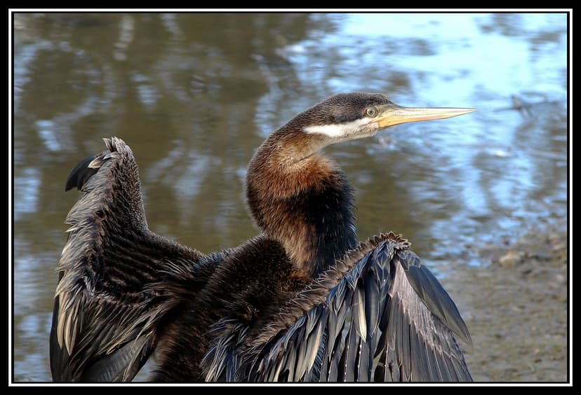 Darter, or Shag (Male) | Distinctive Australian fishing bird… | Flickr