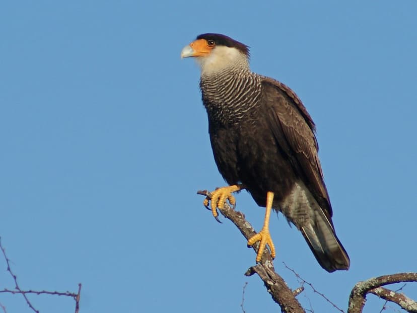 Carancho (Caracara plancus) | Reserva Rincón del Socorro, Es… | Flickr